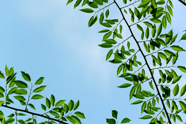 Stock image Green leaves