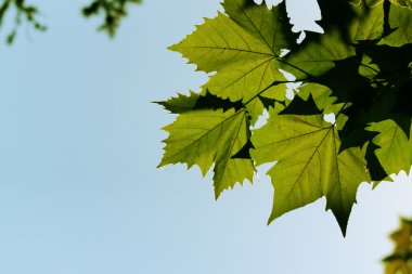 yeşil akçaağaç yaprakları