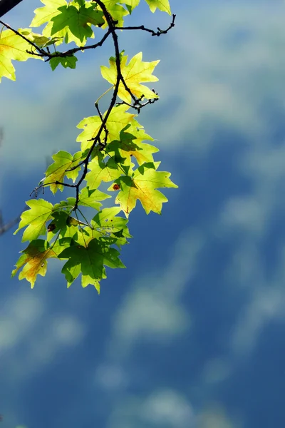 绿色的枫叶 — 图库照片