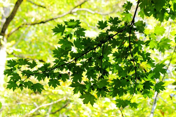 stock image Green maple leaves