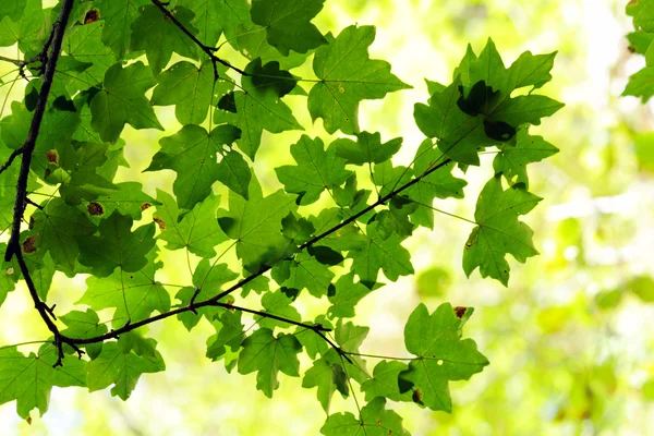 Зелений Кленовий листя — стокове фото