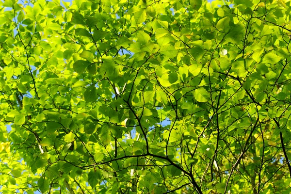 stock image Green leaves