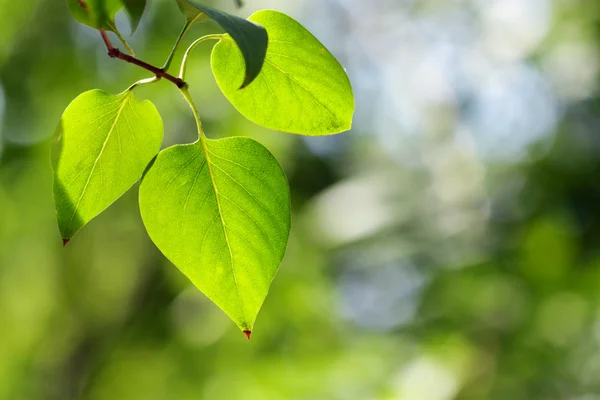 Grønne blader – stockfoto