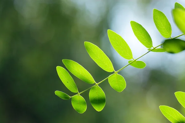 stock image Green leaves