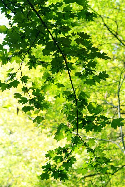 stock image Green maple leaves