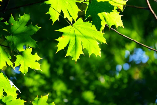 Frunze de arțar verde — Fotografie, imagine de stoc