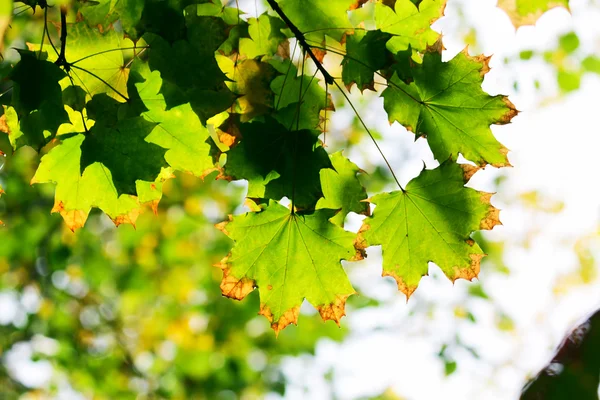 Зелений Кленовий листя — стокове фото