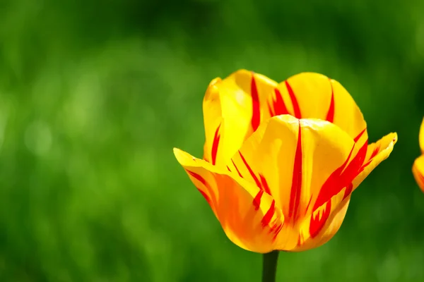 stock image Red tulip