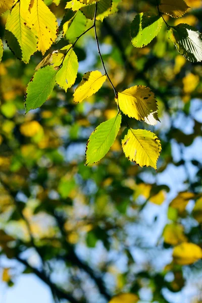 秋季，多彩的树叶 — 图库照片