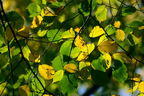 Outono, folhas coloridas — Fotografia de Stock