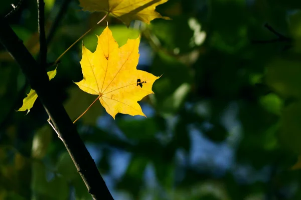 Otoño, hojas de arce — Foto de Stock