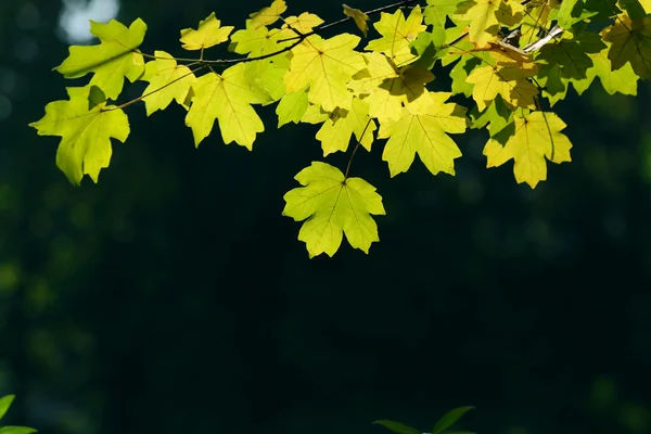 가, 단풍 잎 — 스톡 사진