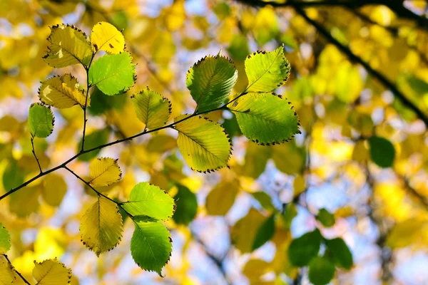 Syksy, värikkäät lehdet — kuvapankkivalokuva