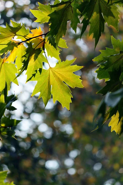 Autumn, colorful leaves — Stock Photo, Image