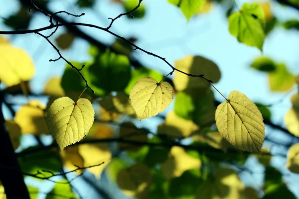 Otoño, hojas coloridas —  Fotos de Stock