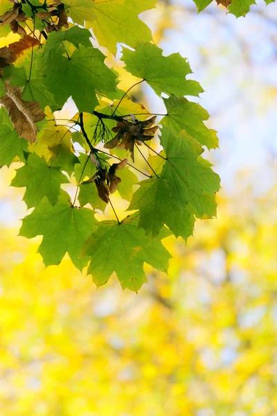 stock image Autumn, colorful leaves