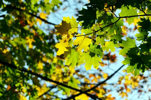Autunno, foglie colorate — Foto Stock