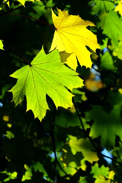 Autunno, foglie colorate — Foto Stock