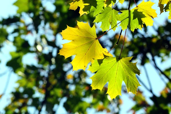 Φθινόπωρο, πολύχρωμα φύλλα — Φωτογραφία Αρχείου