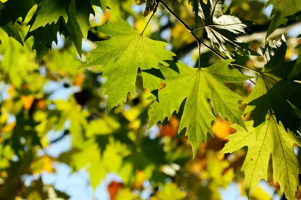 Herfst, kleurrijke bladeren — Stockfoto