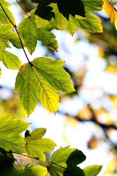 Herfst, kleurrijke bladeren — Stockfoto