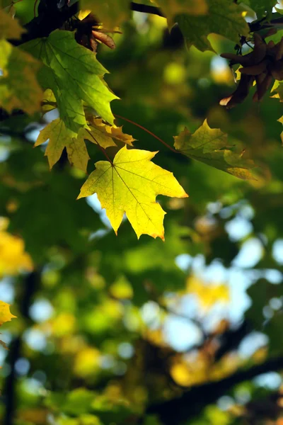 Осень, цветные листья — стоковое фото