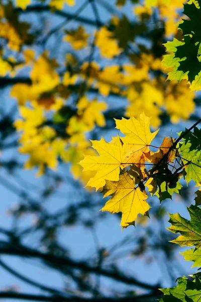 Φθινόπωρο, πολύχρωμα φύλλα — Φωτογραφία Αρχείου