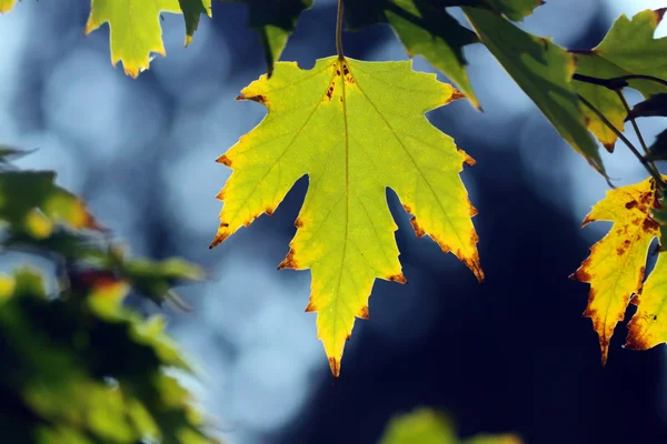Jesień, liście klonu — Zdjęcie stockowe