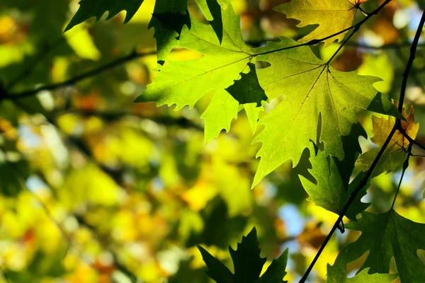 秋季，多彩的树叶 — 图库照片