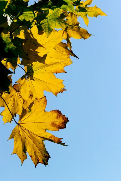 Autunno, foglie d'acero — Foto Stock
