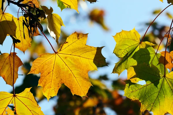 Autumn, maple leaves — Stock Photo, Image