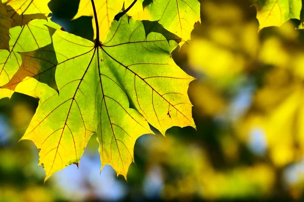Φθινόπωρο, φύλλα σφενδάμου — Φωτογραφία Αρχείου