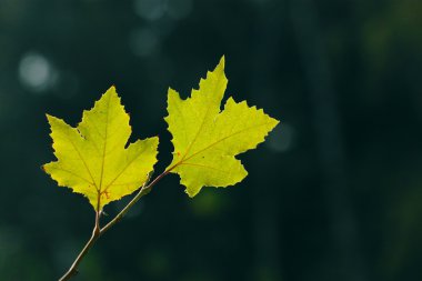 Sonbahar, akçaağaç yaprakları