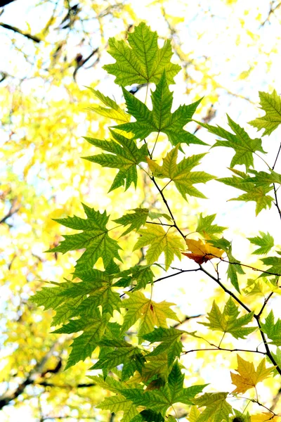 Sonbahar, akçaağaç yaprakları — Stok fotoğraf