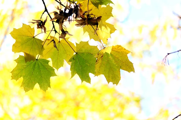 Herfst, esdoorn bladeren — Stockfoto