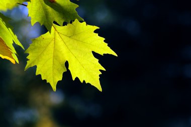 Sonbahar, akçaağaç yaprakları