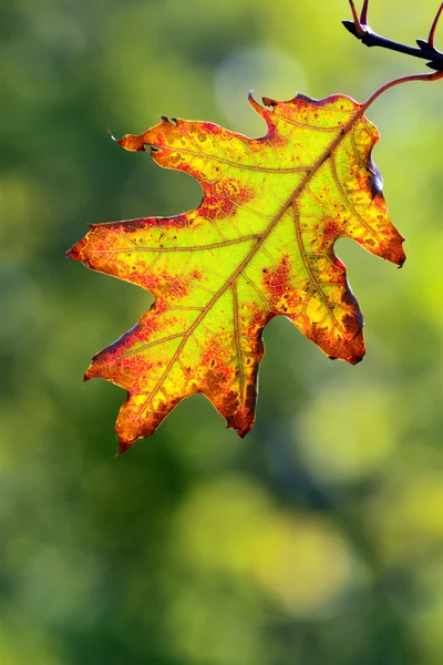 Autumn, colorful leaves — Stock Photo, Image