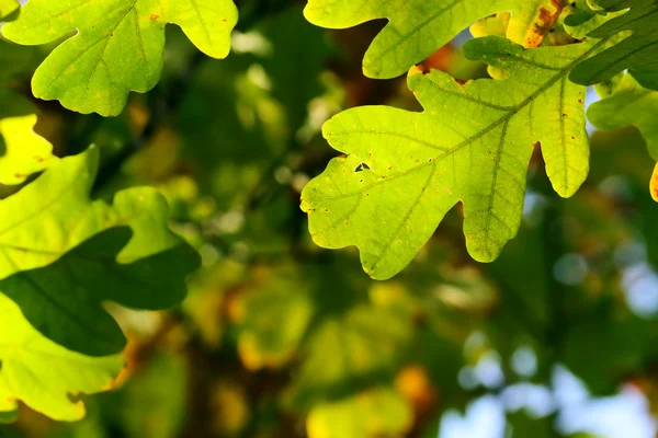 stock image Oak leaves in city park