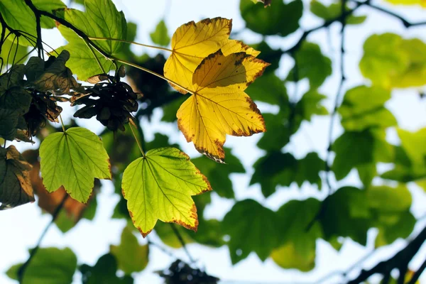 Autumn, maple leaves — Stock Photo, Image