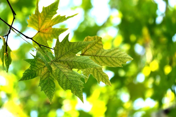 Осень, кленовые листья — стоковое фото