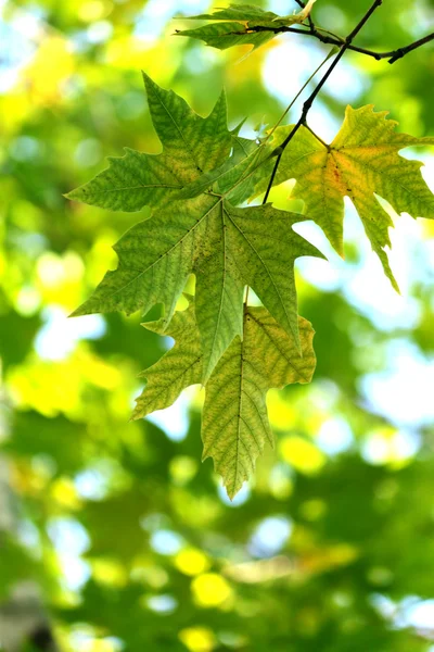 Podzim, javorové listy — Stock fotografie