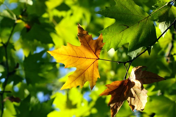 Otoño, hojas coloridas — Foto de Stock
