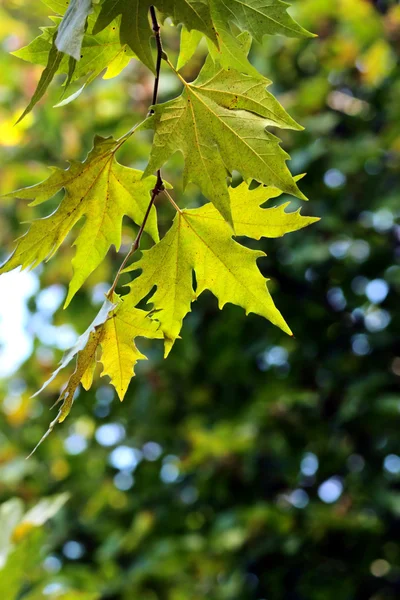 Осінь, різнобарвні листя — стокове фото