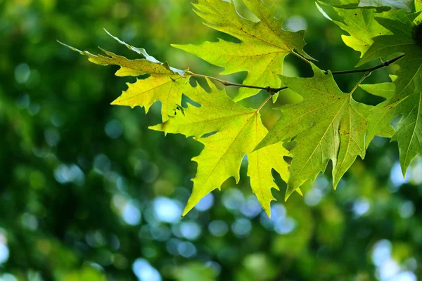 Automne, feuilles d'érable — Photo
