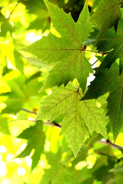 秋、カエデの葉 — ストック写真