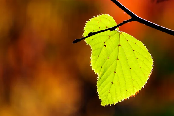 Otoño, hojas coloridas —  Fotos de Stock