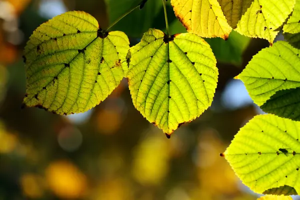 stock image Autumn, colorful leaves