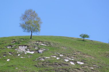 ağaç bir dağın zirvesinde