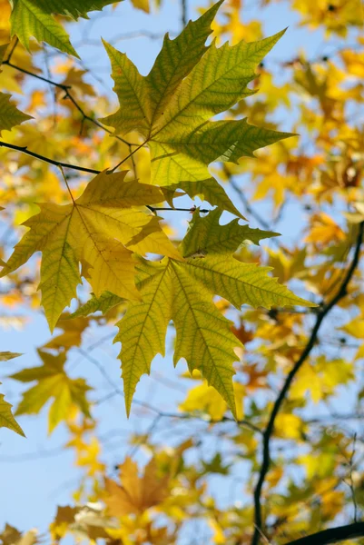 Осінь, різнобарвні листя — стокове фото
