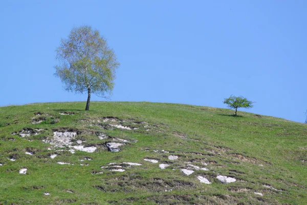 Дерево на вершине горы — стоковое фото